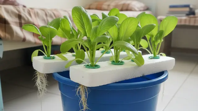 Model Kebun Sayur Rumahan Ala Anak Kos yang Jarang Nyiram. Gemini