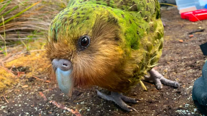 Kākāpō, spesies burung beo paling gemuk di dunia terancam punah (AFP?Andrew Digby)