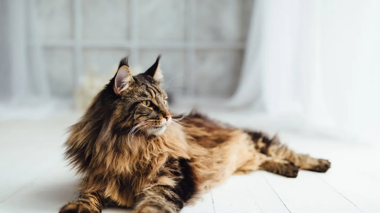 Kucing Maine Coon