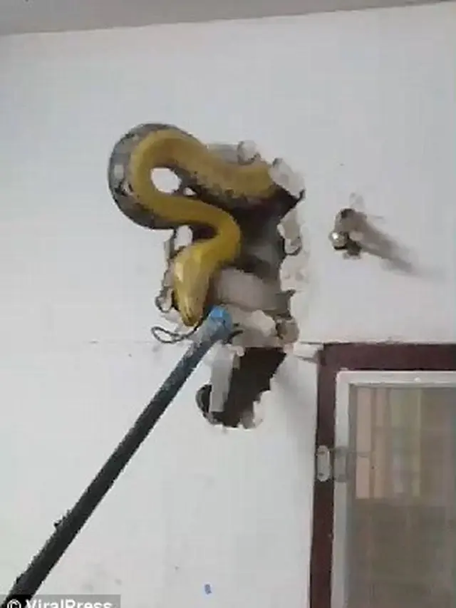 Ular Piton di Tempat Sempit