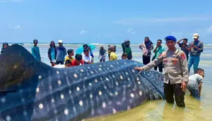Penampakan Hiu Paus Panjang 9 Meter Mati Terdampar di Wakatobi