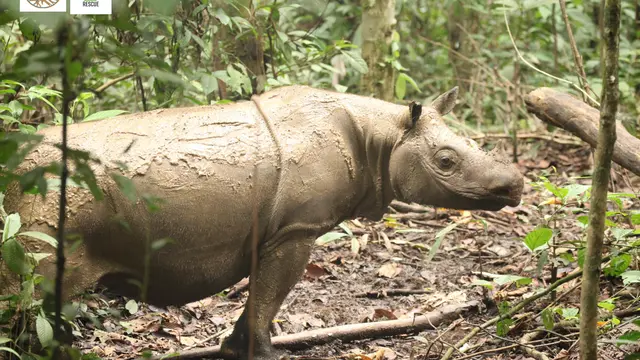 Operasi Penyelamatan Pahu di Kalimantan