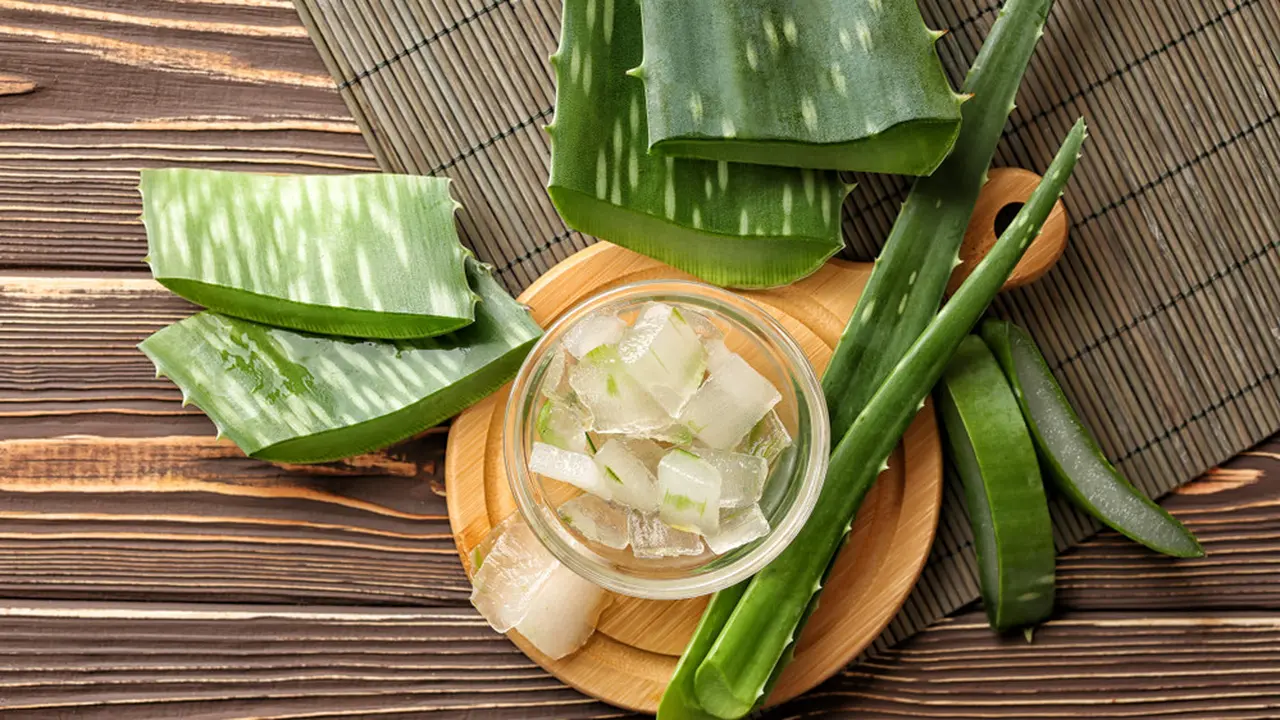 lidah buaya-kezo