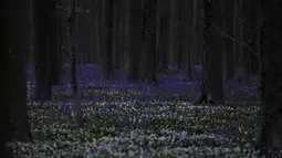 Selama bertahun-tahun, pertunjukan tahunan berupa hamparan karpet bunga-bunga bluebell yang membentang di bawah dedaunan segar pohon beech sebagian besar merupakan suguhan lokal untuk beberapa orang yang tahu. (AP Photo/Virginia Mayo)