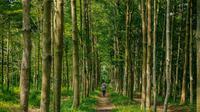 Ilustrasi pohon, hutan. (Photo by Daniel Tseng on Unsplash)