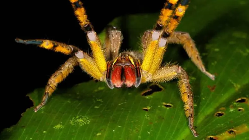 Tanpa Jaring, Laba-Laba Ini Mengandalkan Racun Neurotoxic untuk Melumpuhkan  Mangsa - Citizen6 Liputan6.com