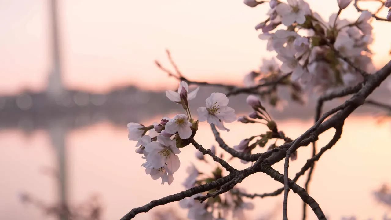 Bunga Sakura