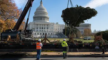 Sejumlah pekerja mengatur posisi pohon Natal saat akan ditempatkan di halaman Gedung Capitol US di Washington, Senin (27/11). Pohon Natal tersebut tiba di Gedung Capitol setelah melalui perjalanan sejauh 3.000 mil dari Montana. (JIM WATSON/AFP)