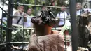 Bunga bangkai jenis Amorphophallus Paeoniifolius tumbuh di halaman SDN Kayuringin Jaya II, Bekasi, Jawa Barat, Selasa (8/10/2019). Bunga bangkai tersebut tumbuh sejak dua minggu lalu. (merdeka.com/Iqbal Nugroho)