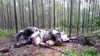 Kondisi gajah Sumatera yang ditemukan mati tanpa kepala dan gading di sebuah hutan di Bengkalis, Riau (20/11/2019). Gajah tersebut diyakini menjadi korban perburuan liar. (Indonesian Natural Resourches Co/AFP)