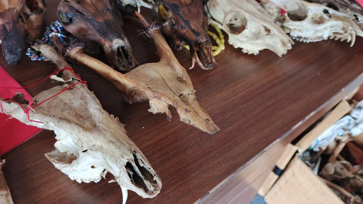 Ribuan Bagian Tubuh Satwa Langka Disita dari Toko di Martapura, Ada Tengkorak hingga Paruh