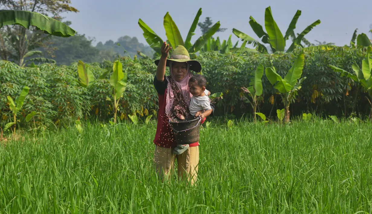 Petani menaburkan pupuk phonska pada tanaman padi huma di Desa Iwul, Kabupaten Bogor, Jawa Barat, Senin (24/2/2025). (merdeka.com/Arie Basuki)