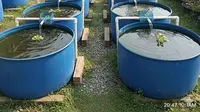 8 Trik Ternak Ikan Agar Panen Cepat dan Harga Jual Tinggi, Raih Untung Maksimal