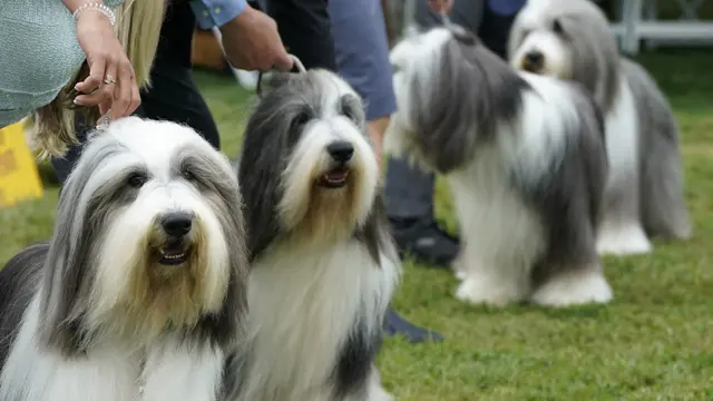 FOTO: Anjing-Anjing Menggemaskan Tampil di Westminster Kennel Club Dog Show