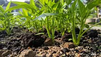 7 Perbedaan Kangkung yang Ditanam dari Biji dan Batang, Mana yang Cocok untuk Pemula?