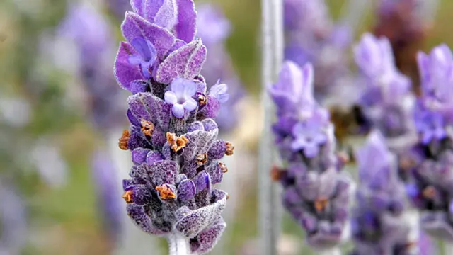 Foto : copyright en.wikipedia.org