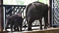 Neha dan ibunya di Night Safari, Singapura, Kamis (11/5). Neha adalah anak Chawang merupakan gajah sekaligus hewan terbesar di taman safari dan selalu dianggap sebagai Raja Night Safari. (AFP/ ROSLAN RAHMAN)