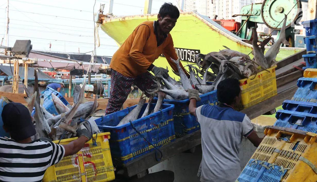 Pekerja tengah menurunkan ikan hiu di Muara Angke, Jakarta, Kamis (7/6). Ikan hiu dapat digolongkan sebagai top predator yang fungsinya dapat menjaga stabilitas ekosistem. (Liputan6.com/Angga Yuniar)