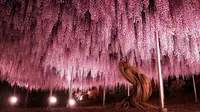 Pohon Wisteria atau Fuji berumur lebih dari seabad.