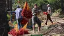 Pekerja Palestina menurunkan buah kurma saat memanen dari pohonnya di perkebunan Al Zawayda, Jalur Gaza, Selasa (10/10). Hasil dari perkebunan ini digunakan memenuhi kebutuhan hidup warga di tengah perebutan wilayah perbatasan oleh Israel. (AP/Adel Hana)