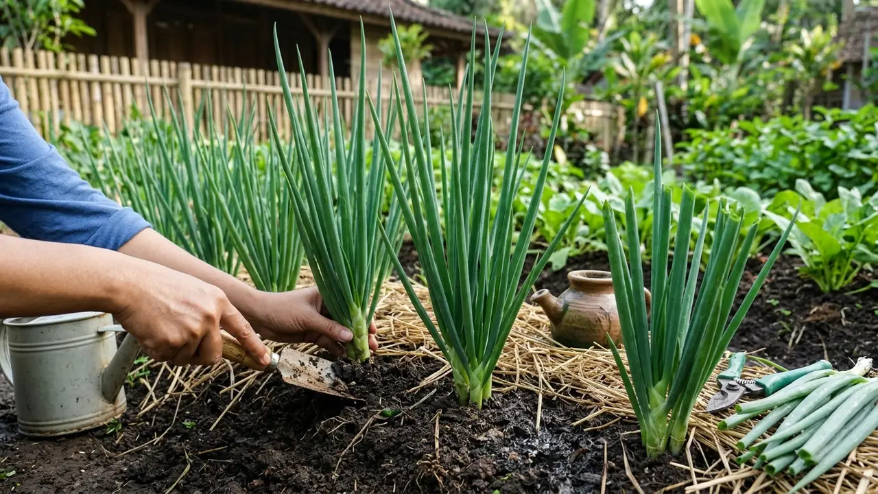 Cara Merawat Daun Bawang agar Tidak Busuk