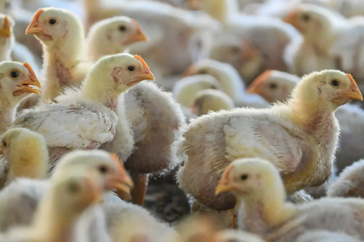 Pemeriksaan Kesehatan Unggas Antisipasi Flu Burung di Aceh Besar