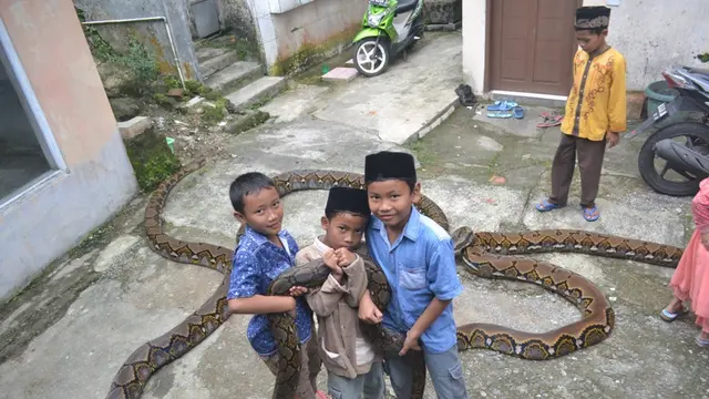 Anak-anak akrab dengan ularular berukuran raksasa. (Foto: Liputan6.com/Muhamad Ridlo)
