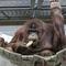 Orang utan Jennifer di Kebun Binatang Tobe, Prefektur Ehime, Jepang. (dok. Tobe Zoological Park of Ehime Prefecture via Kyodo)