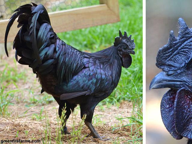 Indonesia Punya Ayam Termahal Di Dunia Bisnis Liputan6 Com