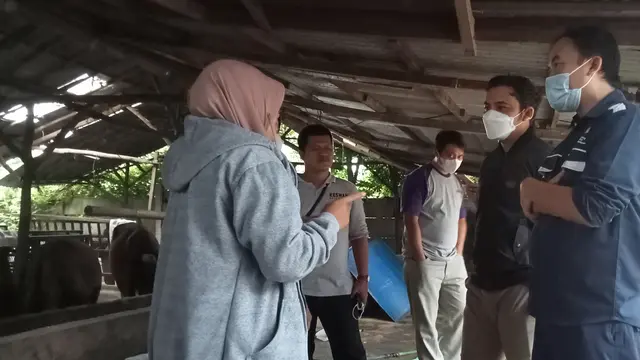 Sapi Mati Diduga Over Dosis Vaksin di Bekasi