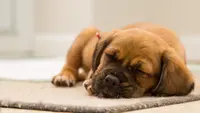 Ilustrasi Mimpi Melihat Anjing Credit: pexels.com/Torsten