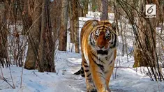Harimau berusia 10 tahun ini ditemukan di rumah warga dalam kondisi menyedihkan. Tubuhnya kurus karena sakit gigi yang dideritanya.