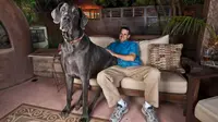[VIDEO] George, Anjing Tertinggi di Dunia Mati di Tempat Tidur