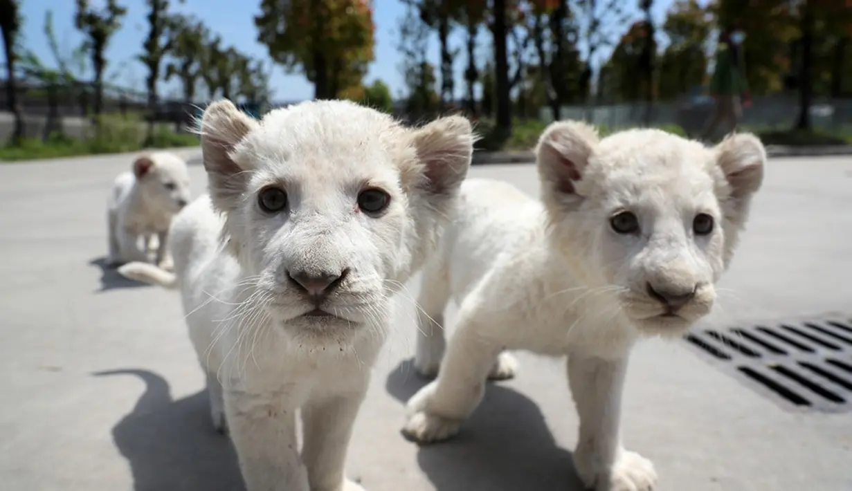 Bayi singa putih kembar tiga bermain di luar ruangan di Nantong Forest Safari Park di Kota Nantong, Provinsi Jiangsu, China, 23 April 2020. Bayi-bayi berusia hampir dua bulan itu memulai debut mereka di Nantong Forest dan mereka secara resmi akan bertemu wisatawan pada 1 Mei. (Xinhua/Xu Congjun)