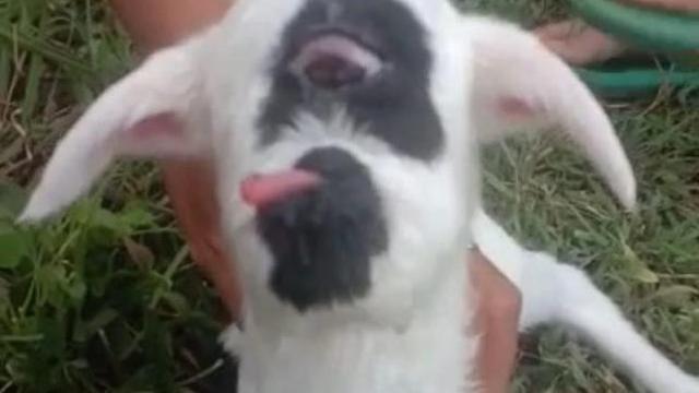 Seekor anak domba jantan bermata satu tanda hidung, dengan tanduk satu yang menghebohkan masyarakat Kampung Kubang Salaweyang Desa Jagabaya Kecamatan Mekarmukti, Garut, Jawa Barat. (Liputan6.com/Jayadi Supriadin)