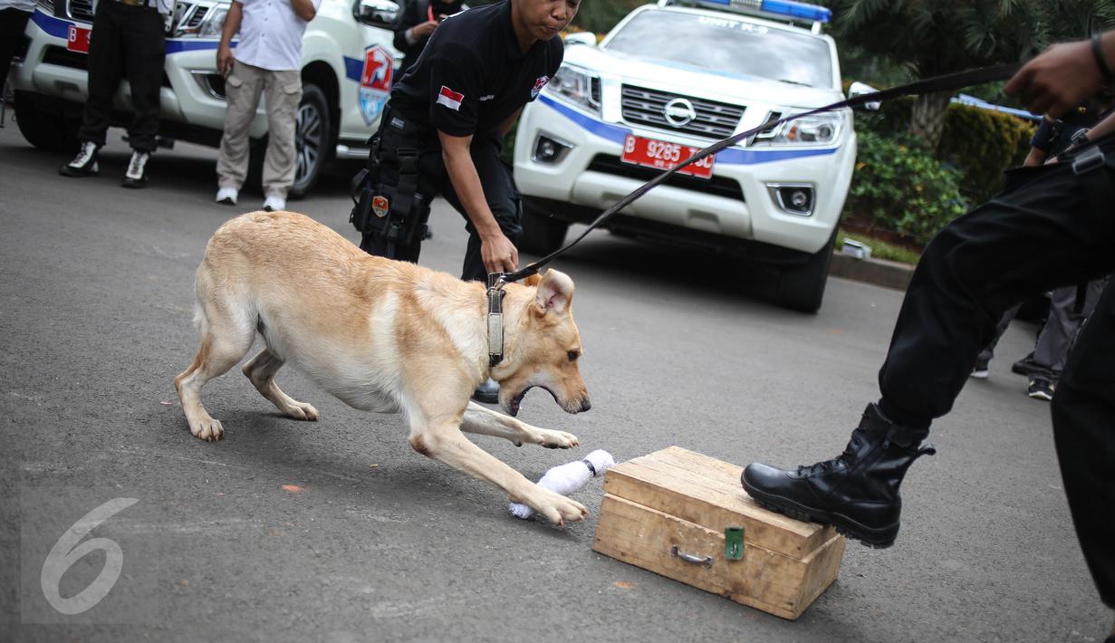 Seekor anjing unit k-9 menemukan barang bukti narkoba saat simulasi di Monas, Jakarta, Selasa (6/12). Pasukan K9 terdiri dari herder (German Shepherd), beagle, Belgian Malinois, dan lain-lain. (Liputan6.com/Faizal Fanani)