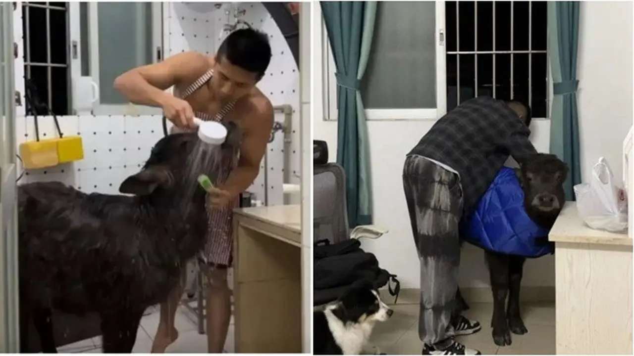 Nekat Pelihara Anak Kerbau di Dalam Kontrakan, Mantan Petinju Ini Diusir Dua Kali