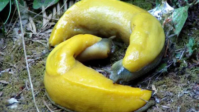 4 Praktik Seks Paling Mengerikan di Dunia Hewan, Seperti Apa?