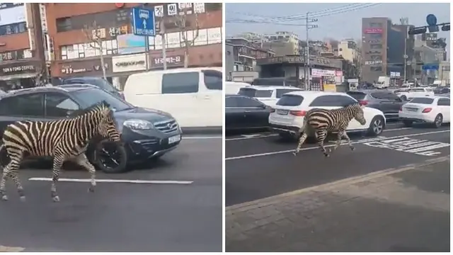 Video Zebra Kabur dari Kebun Binatang di Seoul Ini Bikin Heboh Netizen