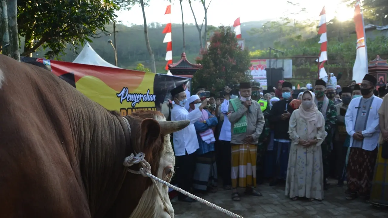 Desa Sirau, Purbalingga mendapat satu ekor sapi jumbo dari Presiden Jokowi untuk Iduladha 2020 ini. (Foto: Liputan6.com/Humas Pemkab Purbalingga)