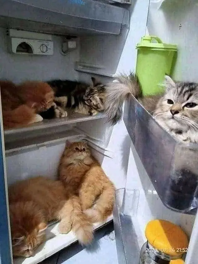 6 Kandang Kucing Ini Nyeleneh Banget, Bikin Tepuk Jidat