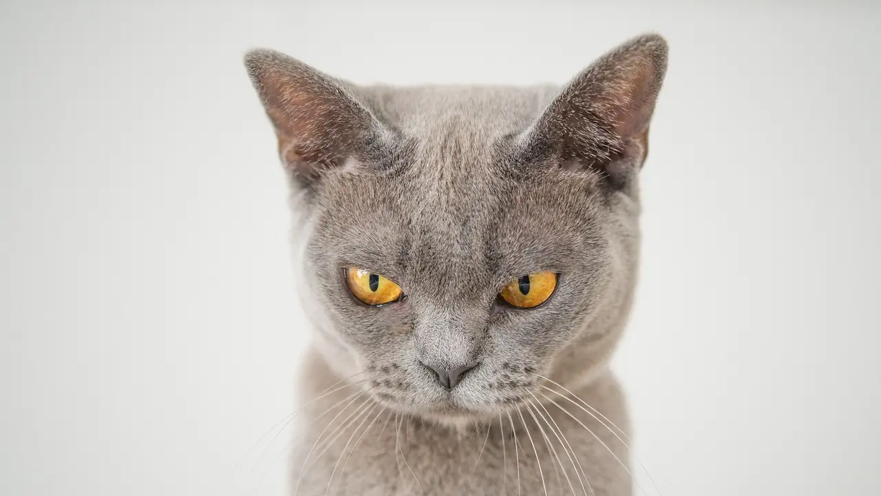 Kucing Marah