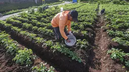Petani melakukan pemupukan tanaman kentang di kawasan dataran tinggi Dieng, Batur, Banjarnegara, Jawa Tengah, Minggu (2/11/2025). Kenyataan ini diterima petani justru di tengah turunnya harga pupuk bersubsidi sebesar 20 persen. (merdeka.com/Arie Basuki)