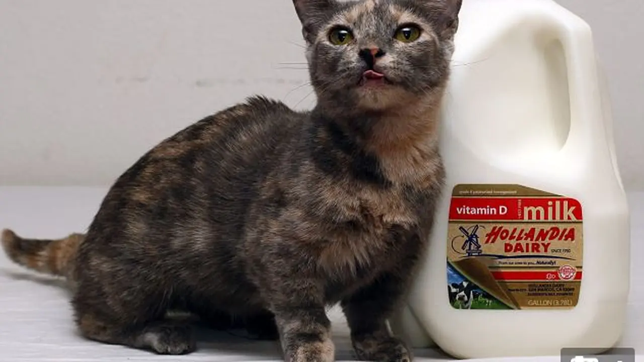 Kucing Cebol Menggemaskan