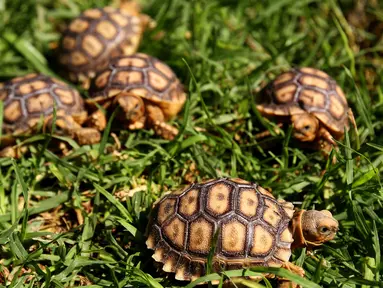 Lima kura-kura Afrika yang baru lahir (Centrochelys Sulcata) berjalan di rumput di kebun binatang, Guadalajara, negara bagian Jalisco, Meksiko (17/5). (AFP Photo/Ulises Ruiz)