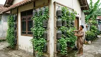 6 Ide Kebun Ubi Gantung, Solusi Cerdas Panen Melimpah di Lahan Terbatas Perkotaan