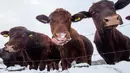 Beberapa ekor sapi menjilati es saat salju tebal turun di Denby Dale, Inggris, Selasa (27/2). (Anthony Devlin/AFP)