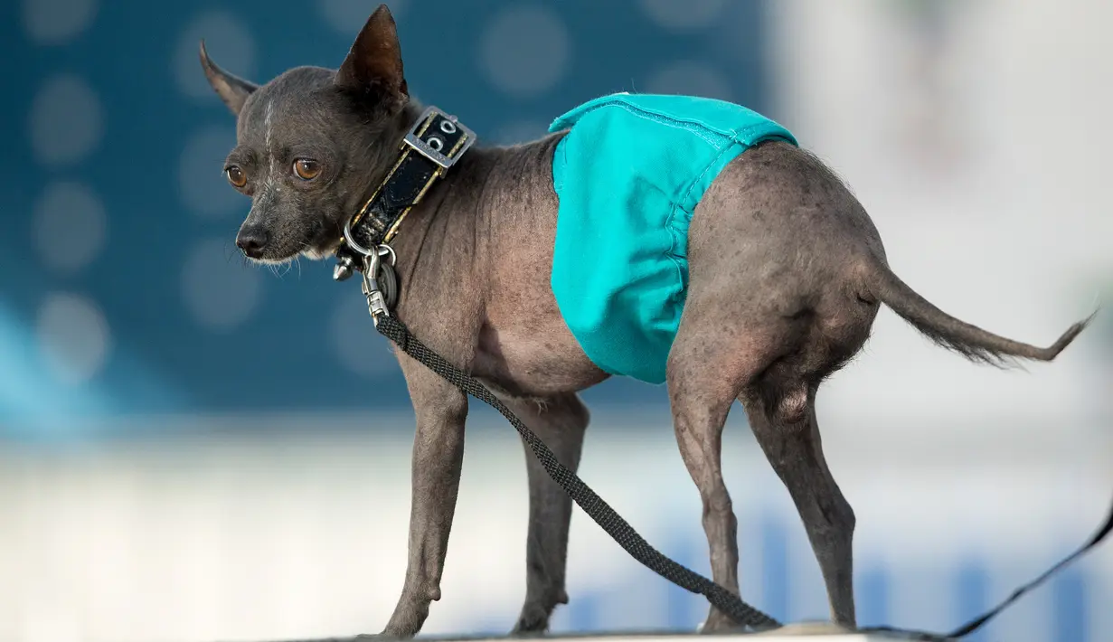 Jake, anjing jenis Crested China, mengenakan popok selama mengikuti kontes tahunan anjing terjelek di dunia, di Petaluma, California, 23 Juni 2017. Pemenang kontes ini mendapatkan tropi dan uang tunai US$ 1500 atau sekitar Rp19 juta. (JOSH EDELSON/AFP)