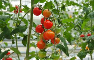 Ilustrasi tanaman tomat. (Image by wirestock on Freepik)