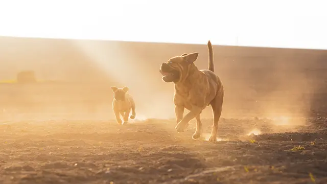 Running Dog (unsplash.com/Anna Dudkova)